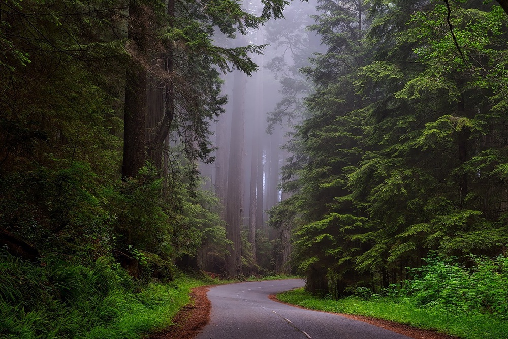 Redwood National and State Parks, California